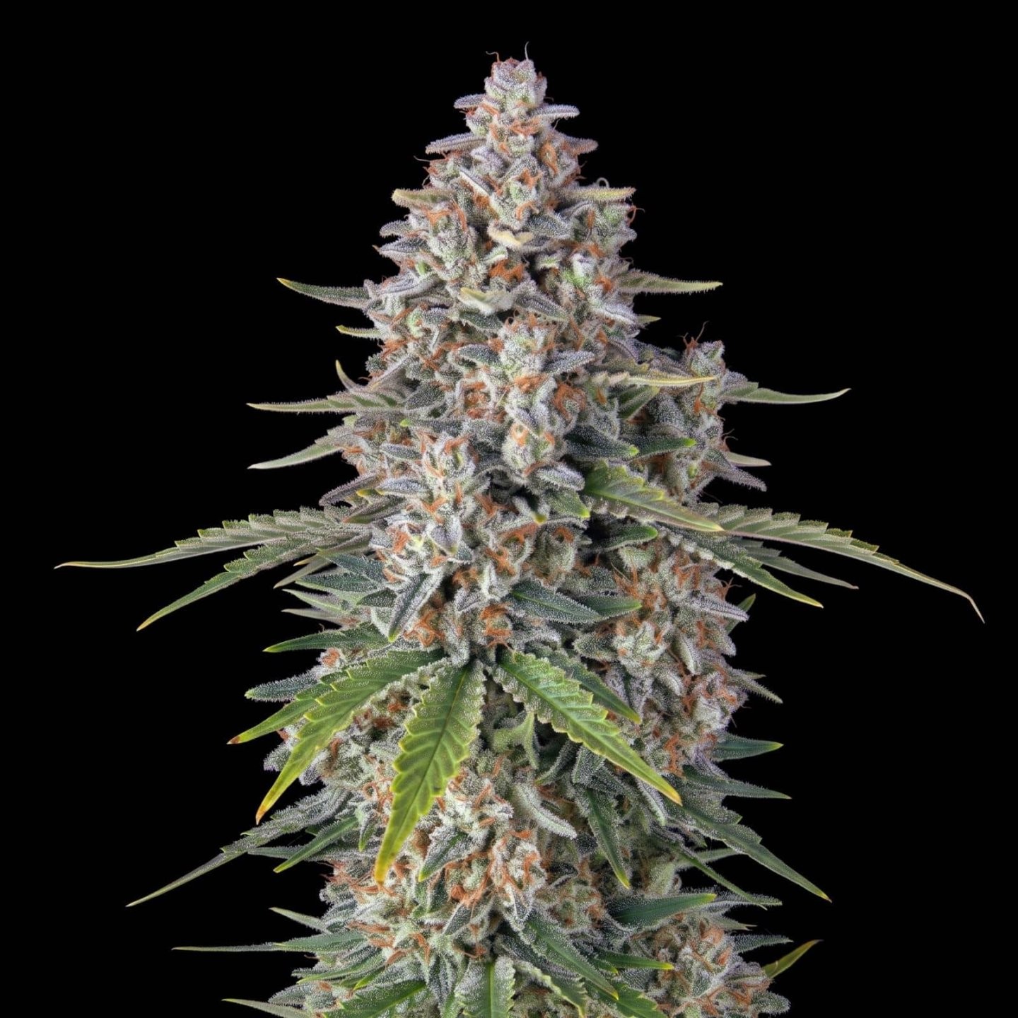 Pineapple Chunk