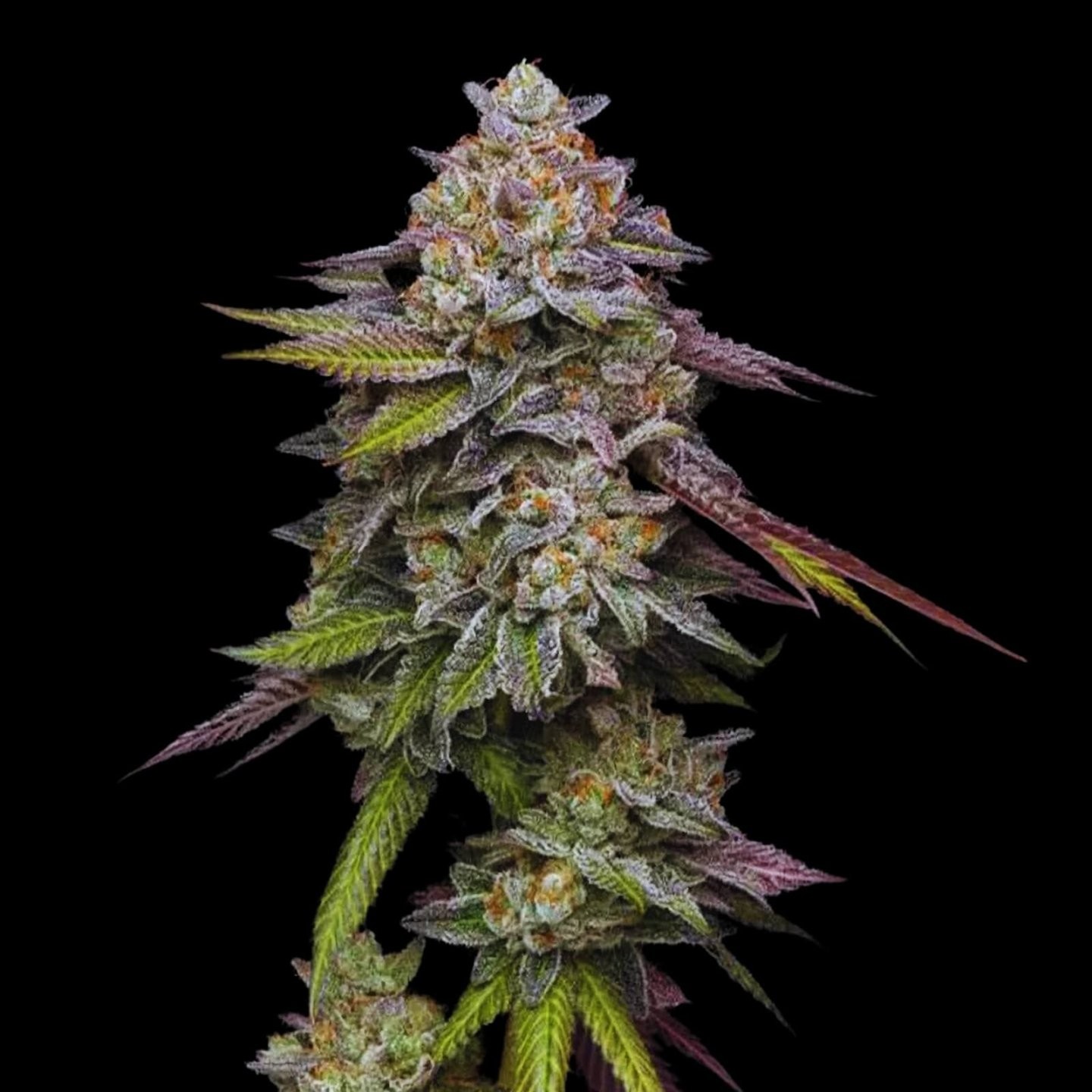 Pink Acai