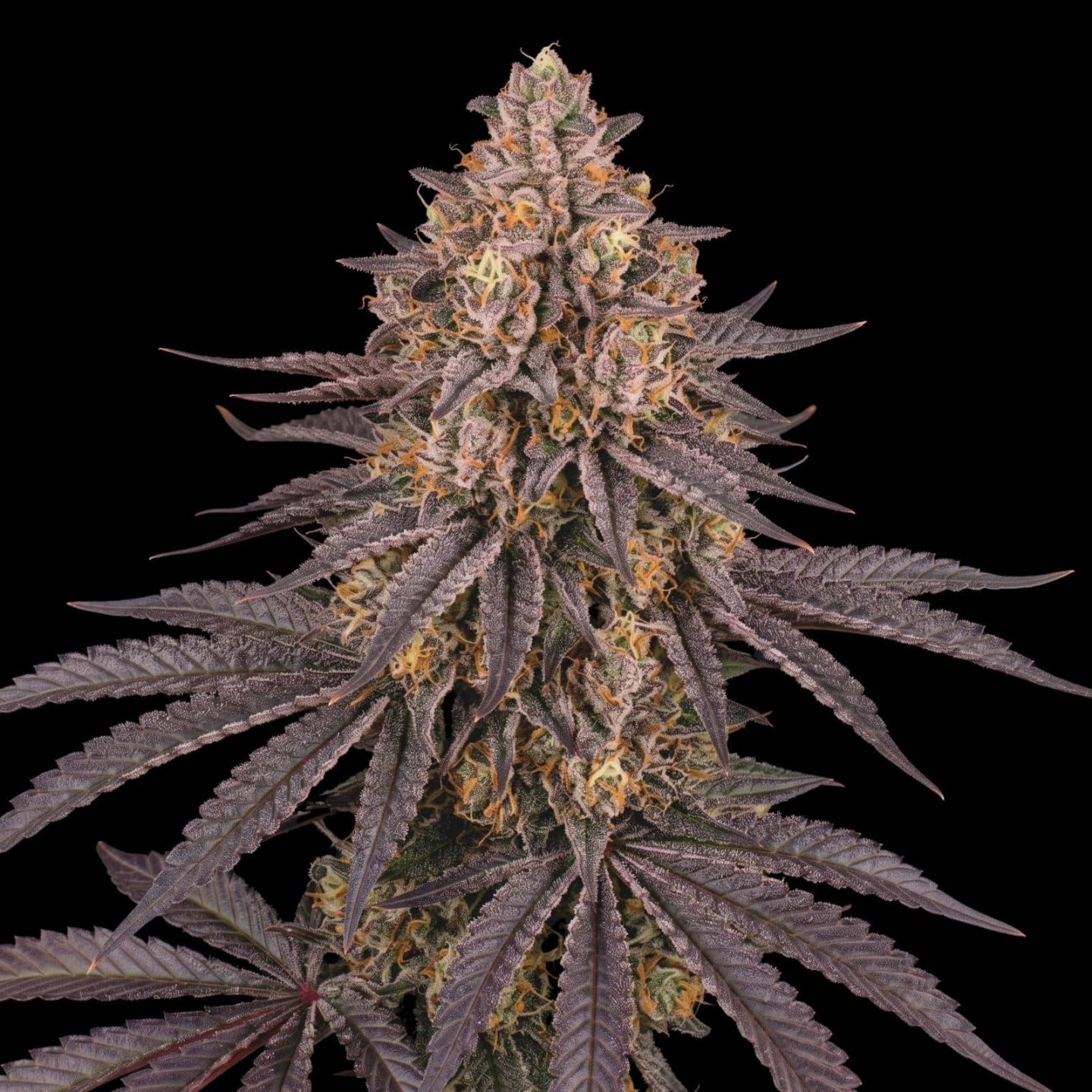 Runtz Muffin XL Auto