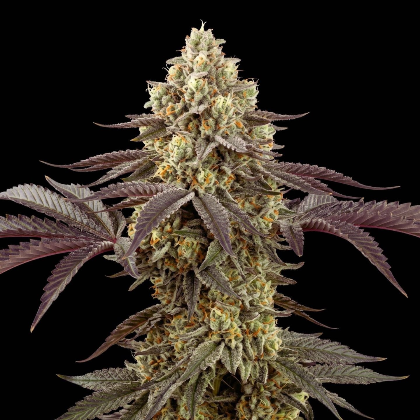 Sour Diesel Chillz