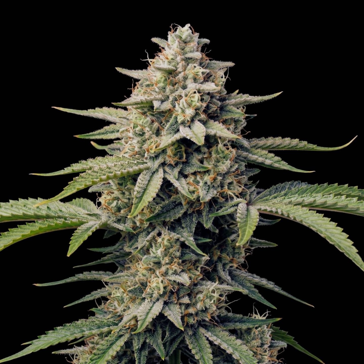 Strawberry Auto
