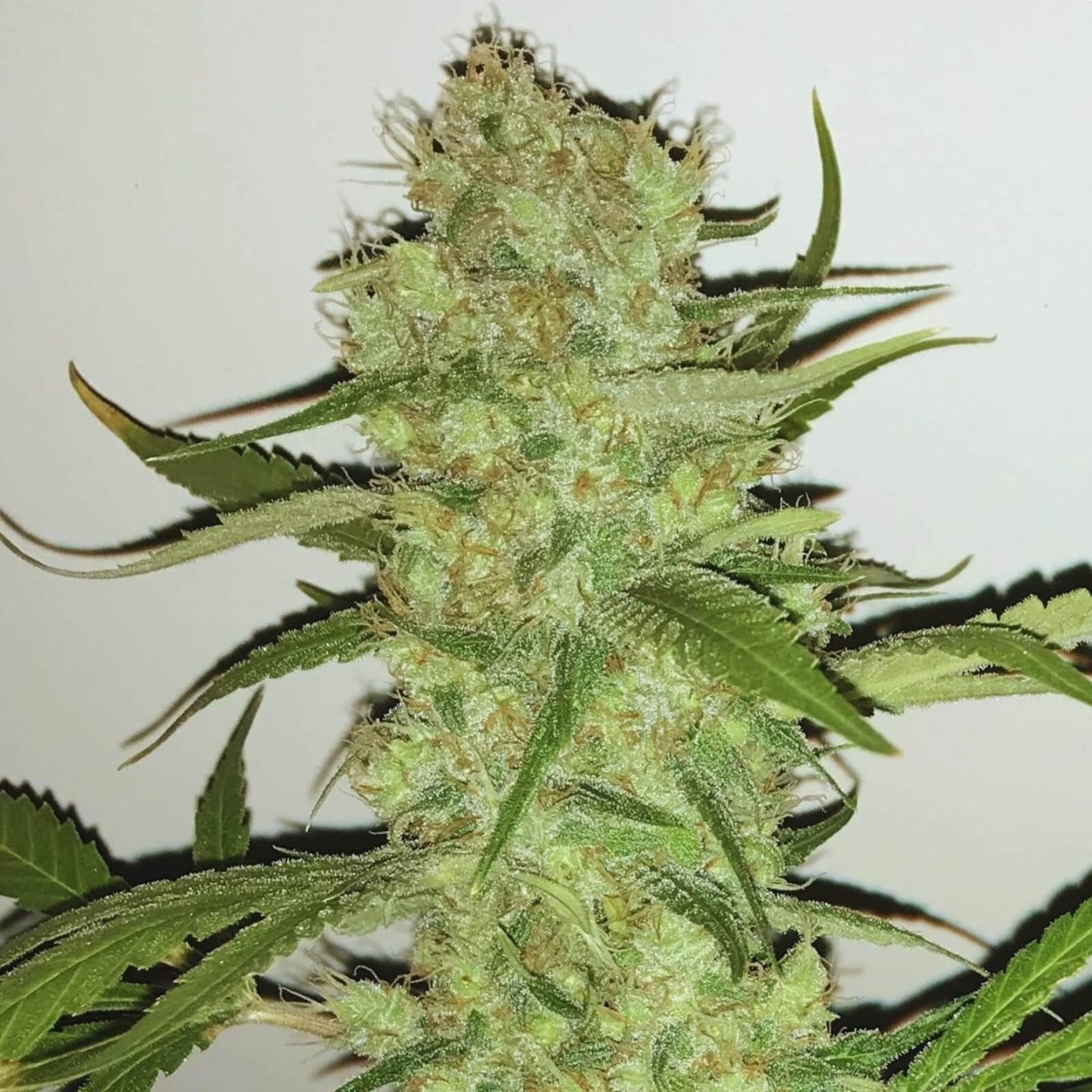Sugar Candy