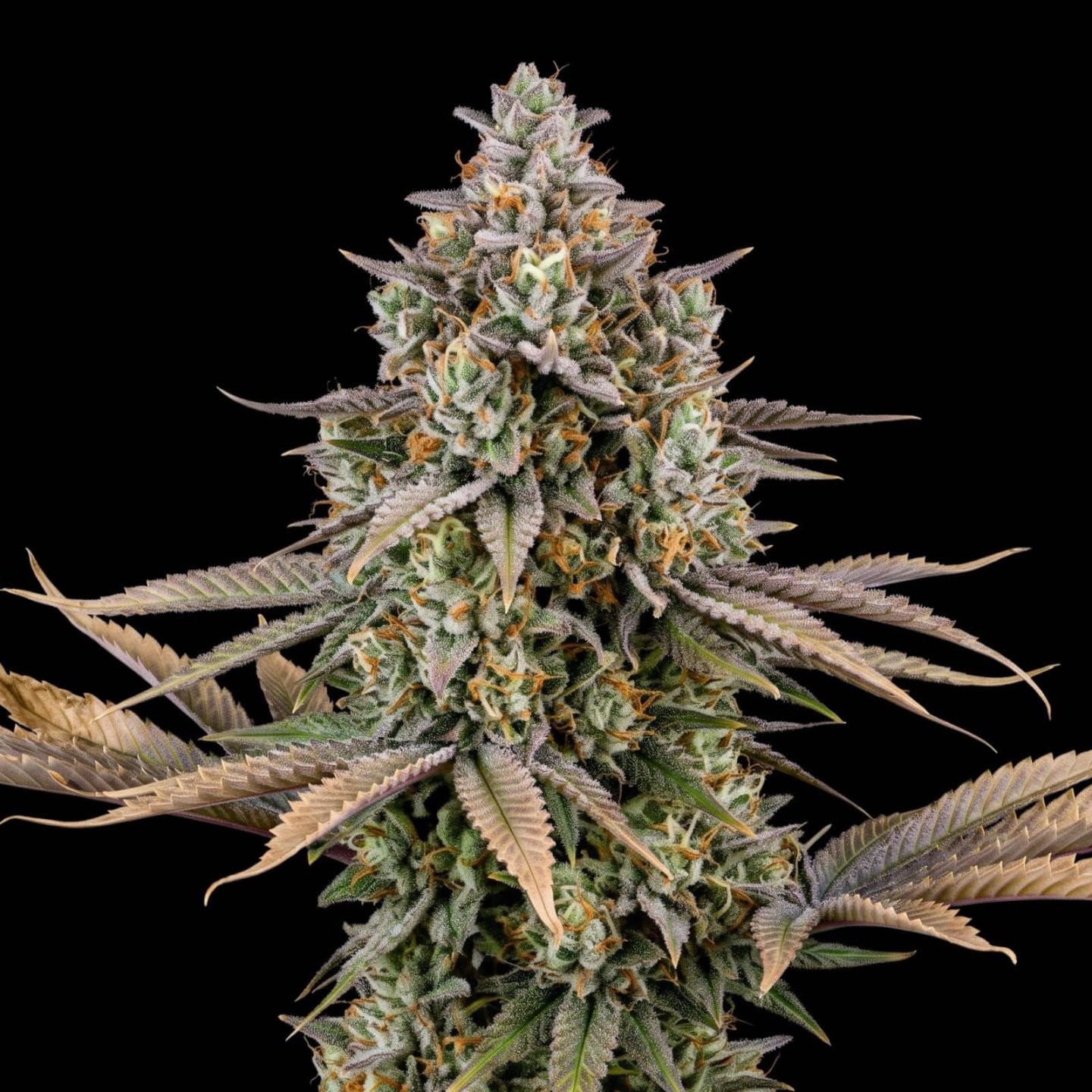 Sweet Afghan Auto