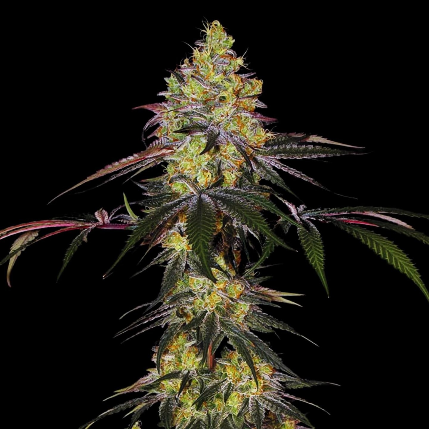 Watermelon x Zkittlez