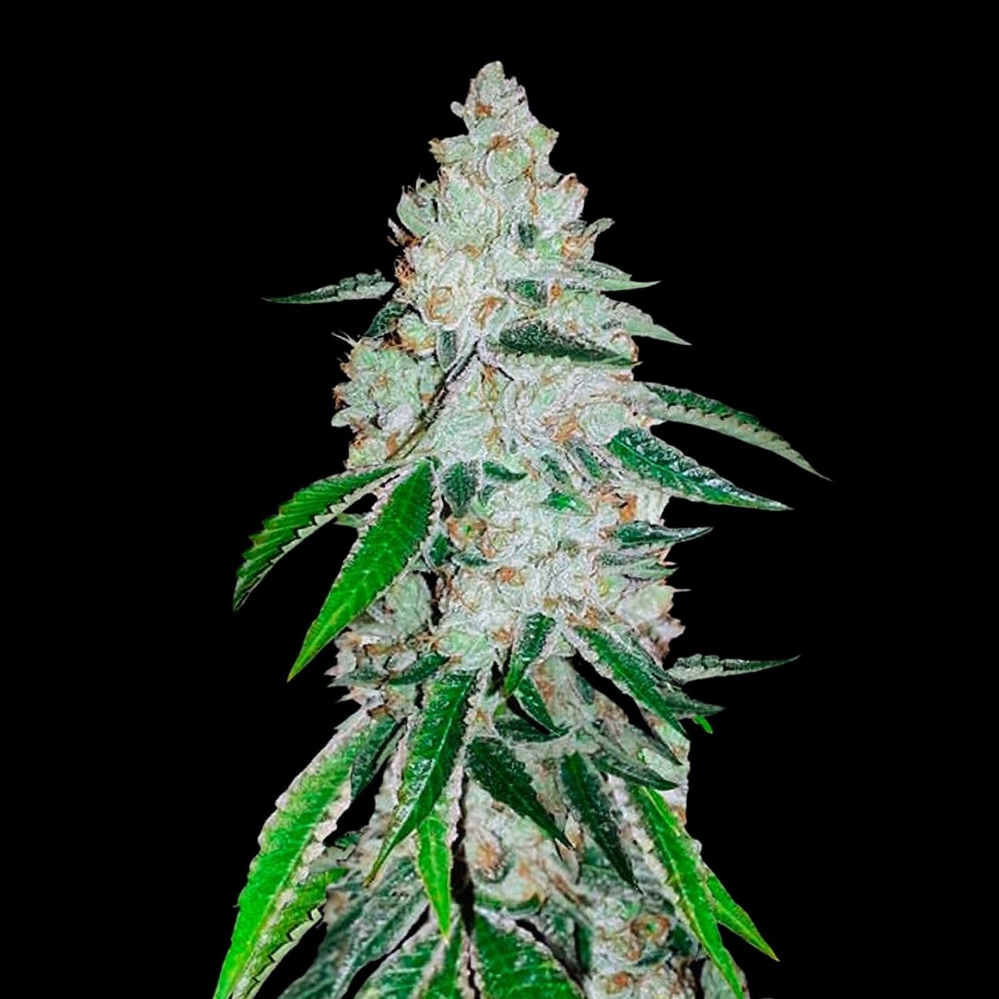 West Coast OG Auto