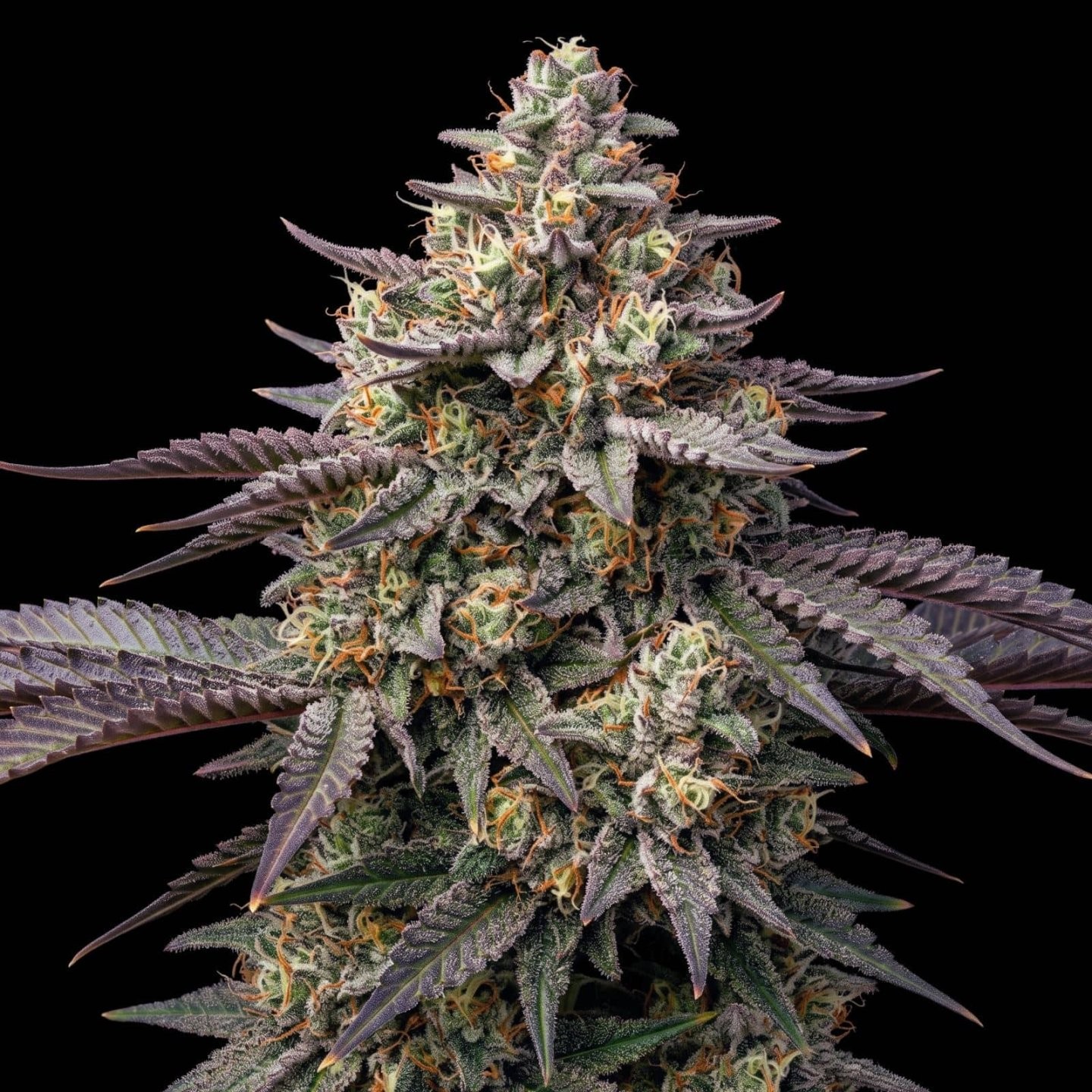 White Caramel CBD