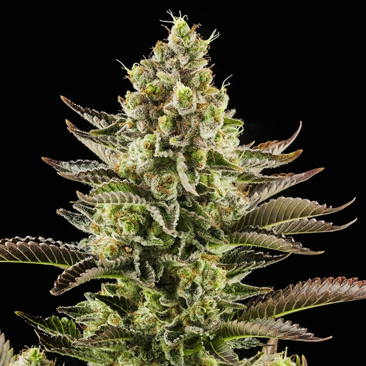White Widow