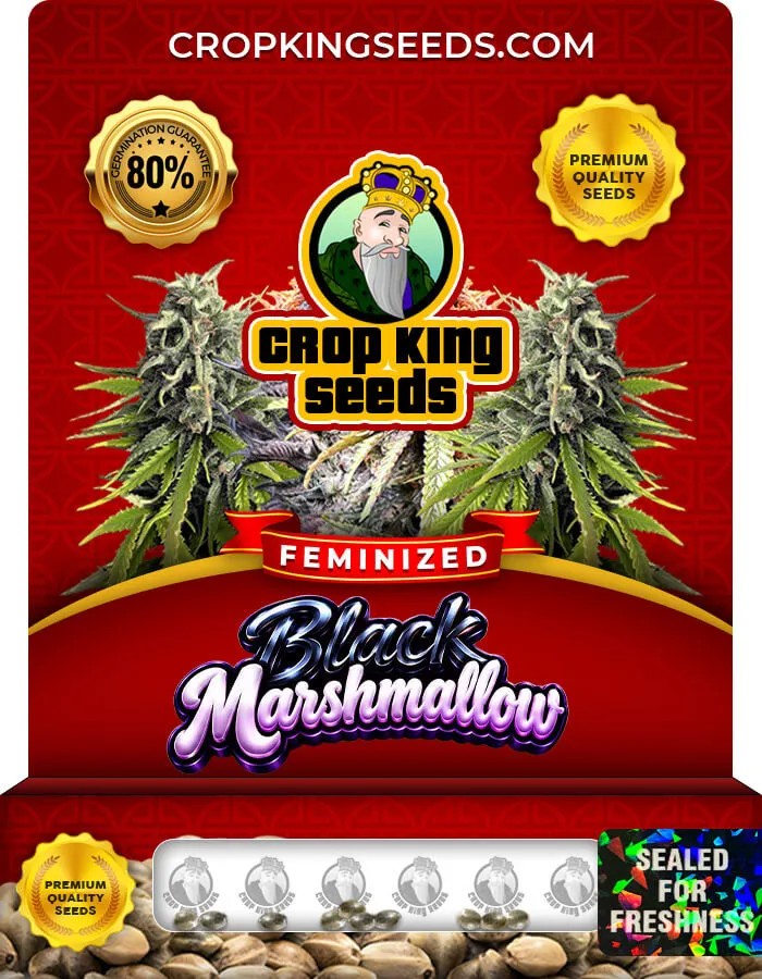 Black Marshmallow Strain Feminized Seeds