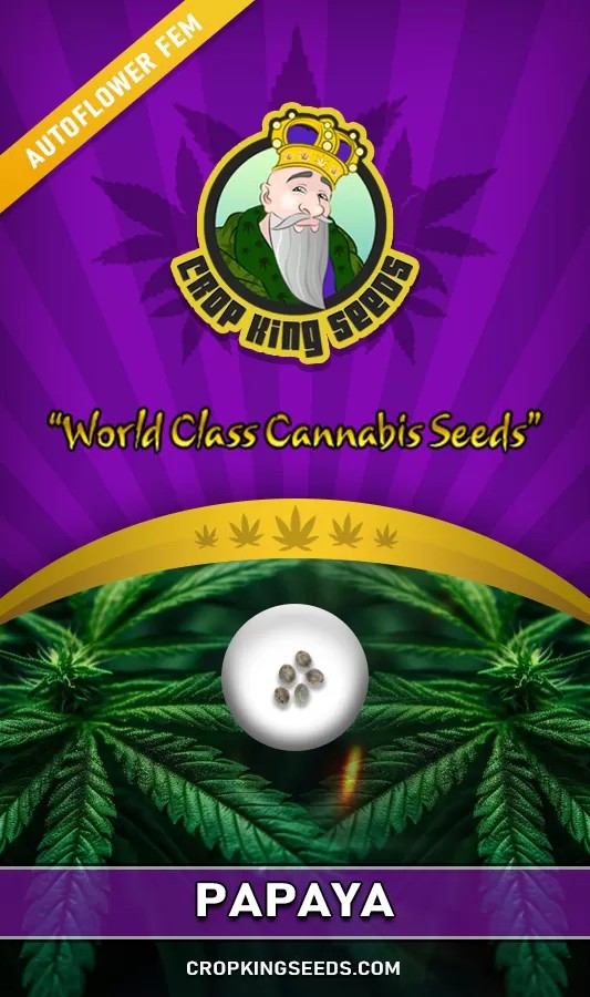 Papaya Strain Autoflowering Feminized Marijuana Seeds