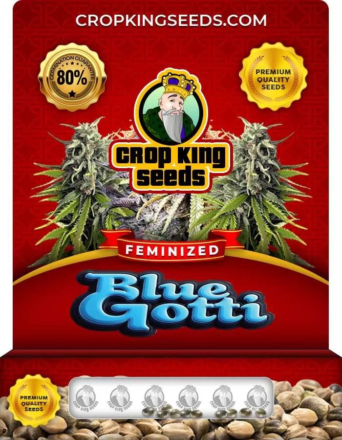 Blue Gotti Strain Feminized Marijuana Seeds