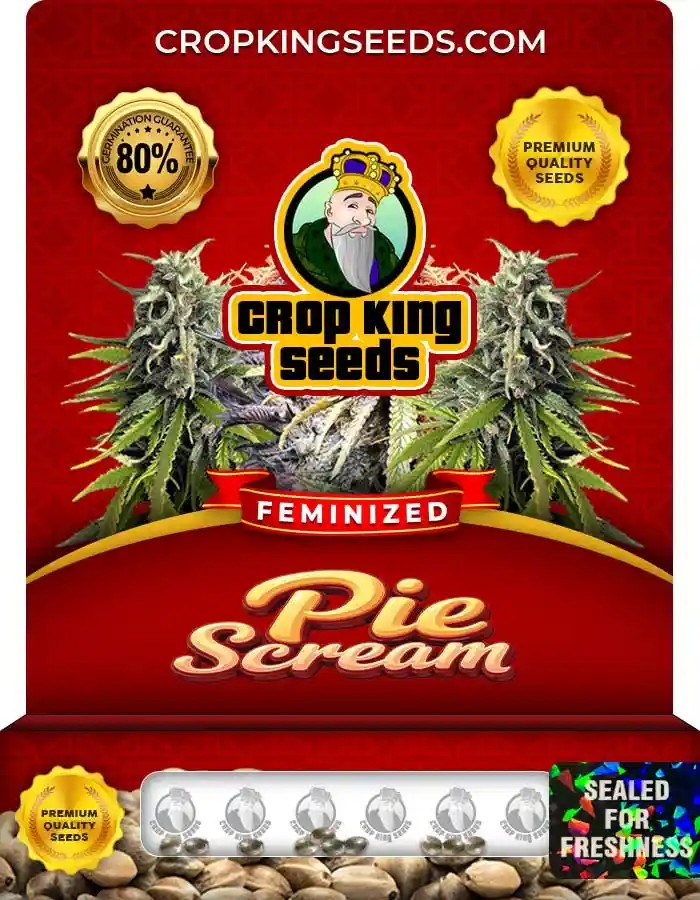 Pie Scream Strain Feminized Marijuana Seeds
