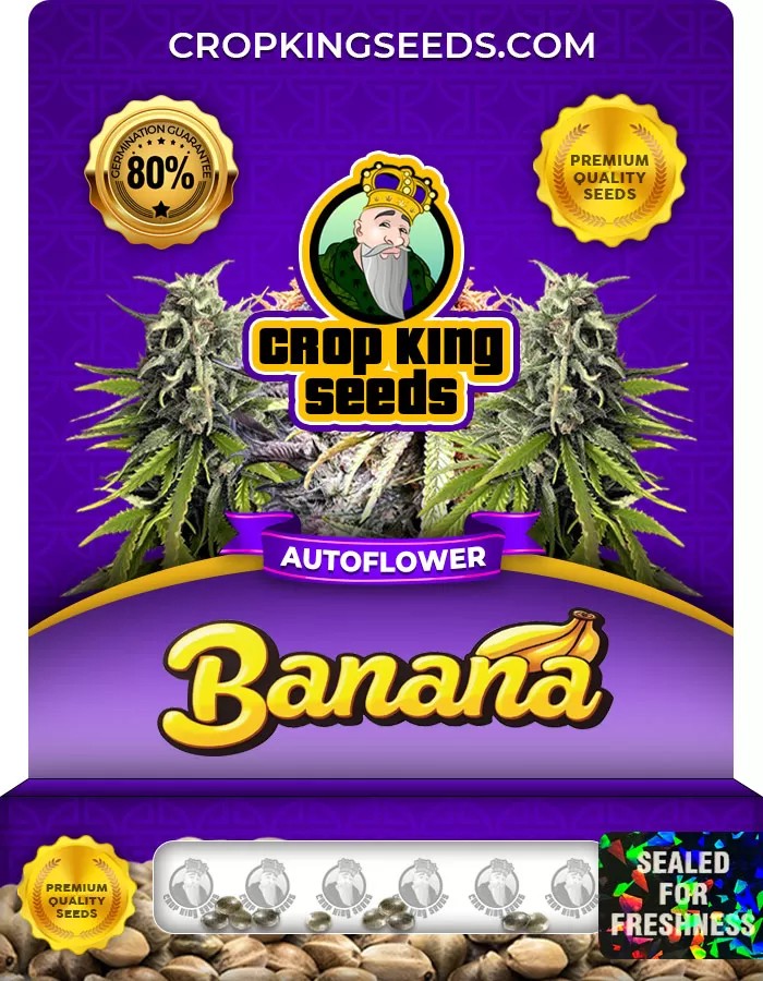 Banana Strain Autoflowering Marijuana Seeds