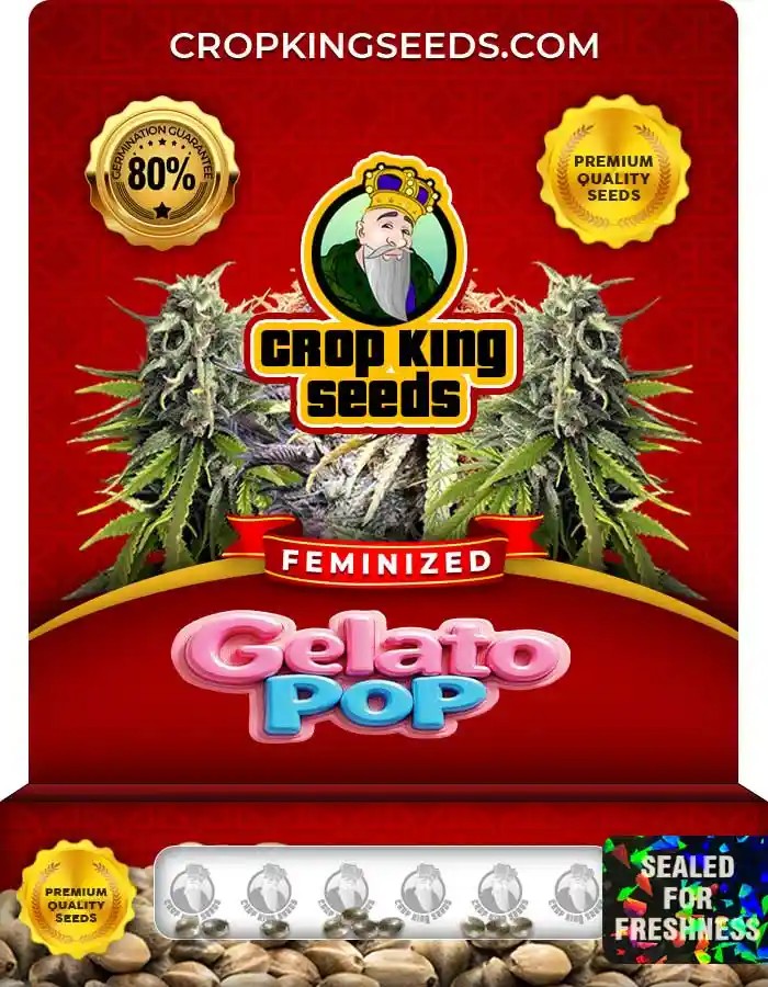 Gelato Pop Strain Feminized Marijuana Seeds