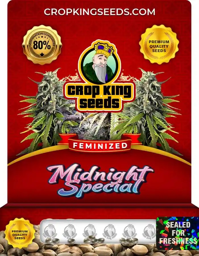 Midnight Special Strain Feminized Marijuana Seeds