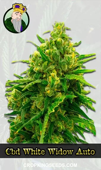 Autoflower CBD White Widow Strain (1:1) Marijuana Seeds