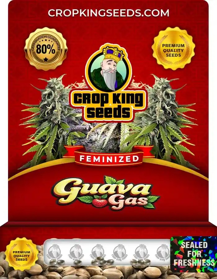 Guava Gas Strain Feminized Marijuana Seeds