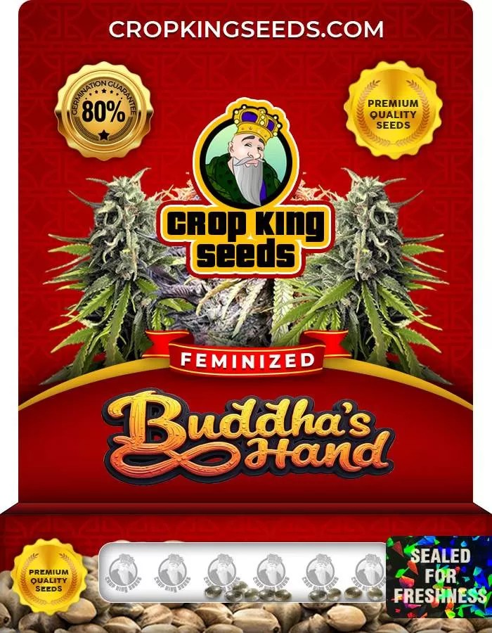 Buddha’s Hand Feminized Seeds