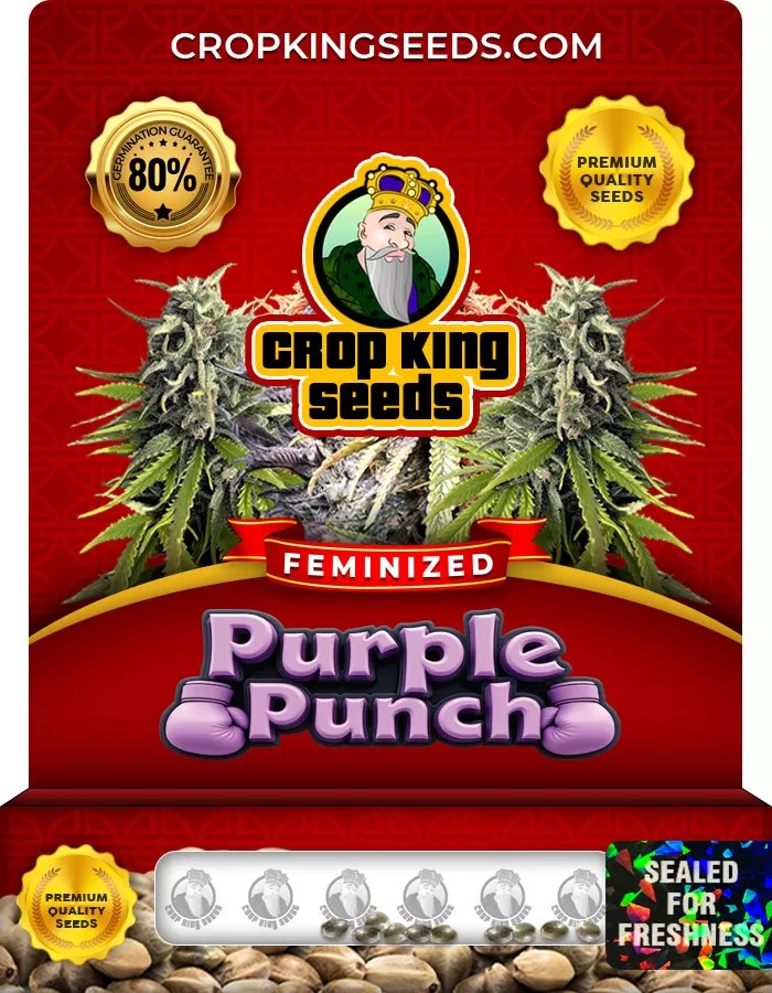 Purple Punch Strain Feminized Seeds