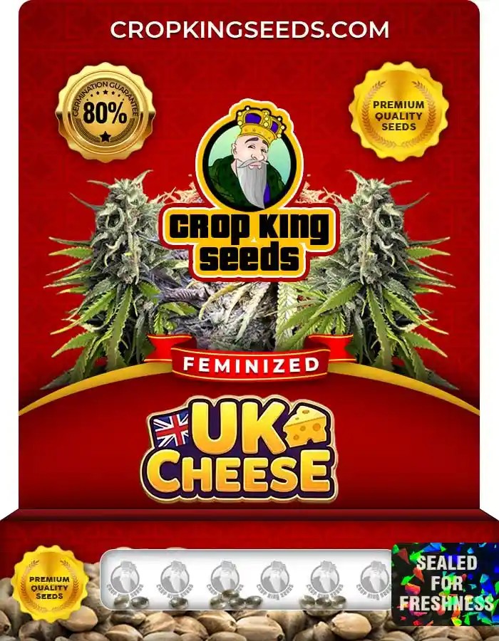 UK Cheese Strain Feminized Marijuana Seeds