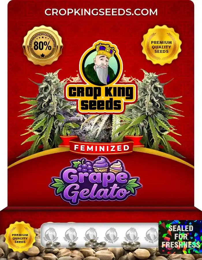 Grape Gelato Strain Feminized Marijuana Seeds