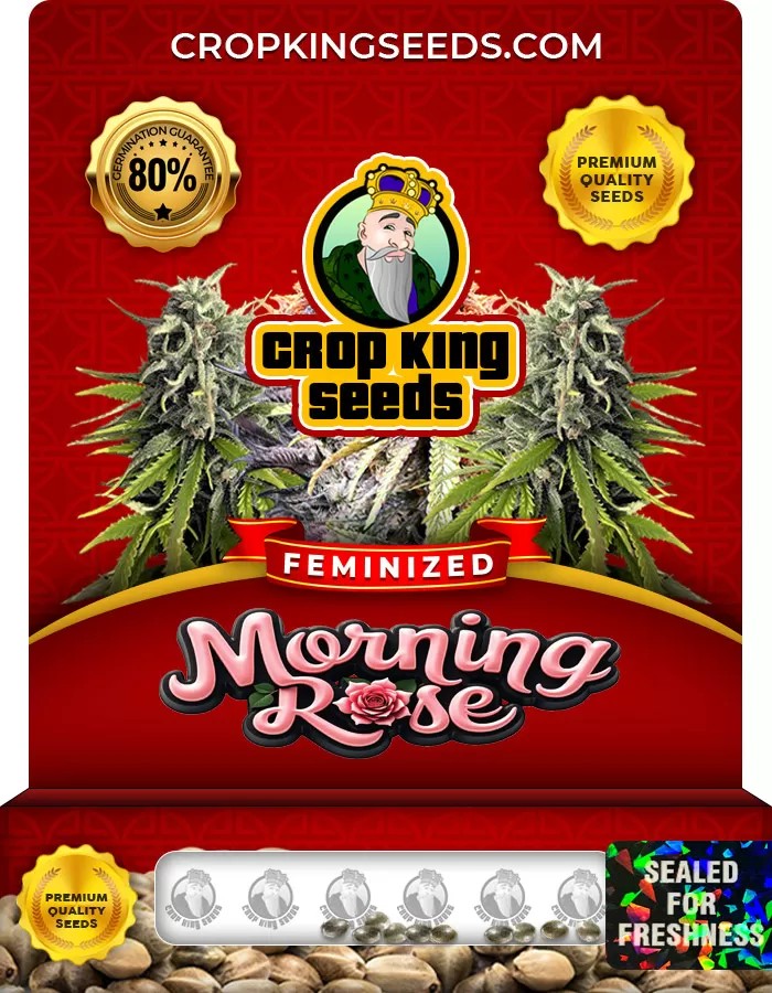 Morning Rose Feminized Marijuana Seeds