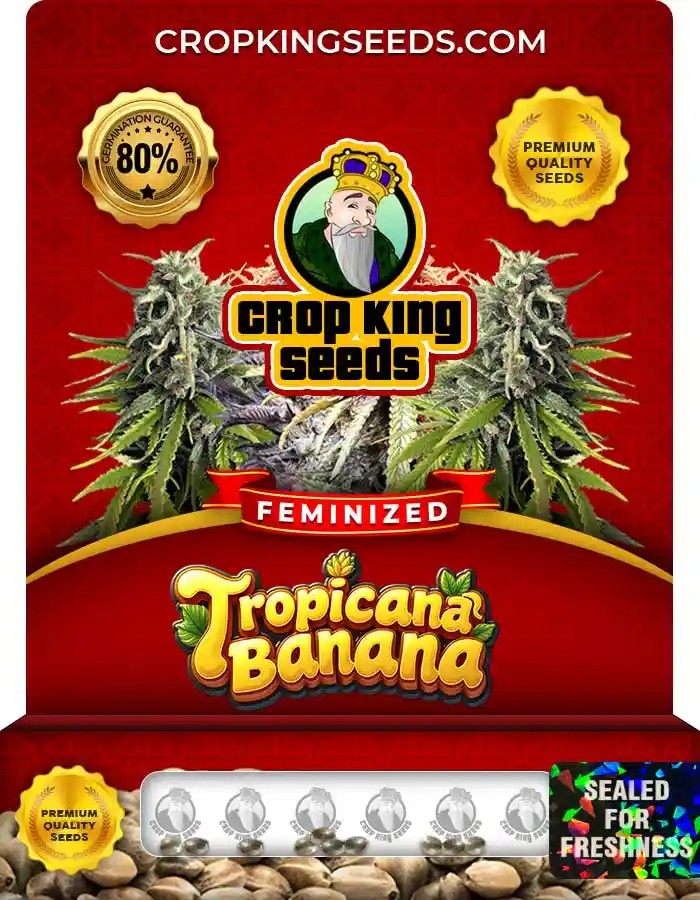 Tropicana Banana Strain Feminized Marijuana Seeds