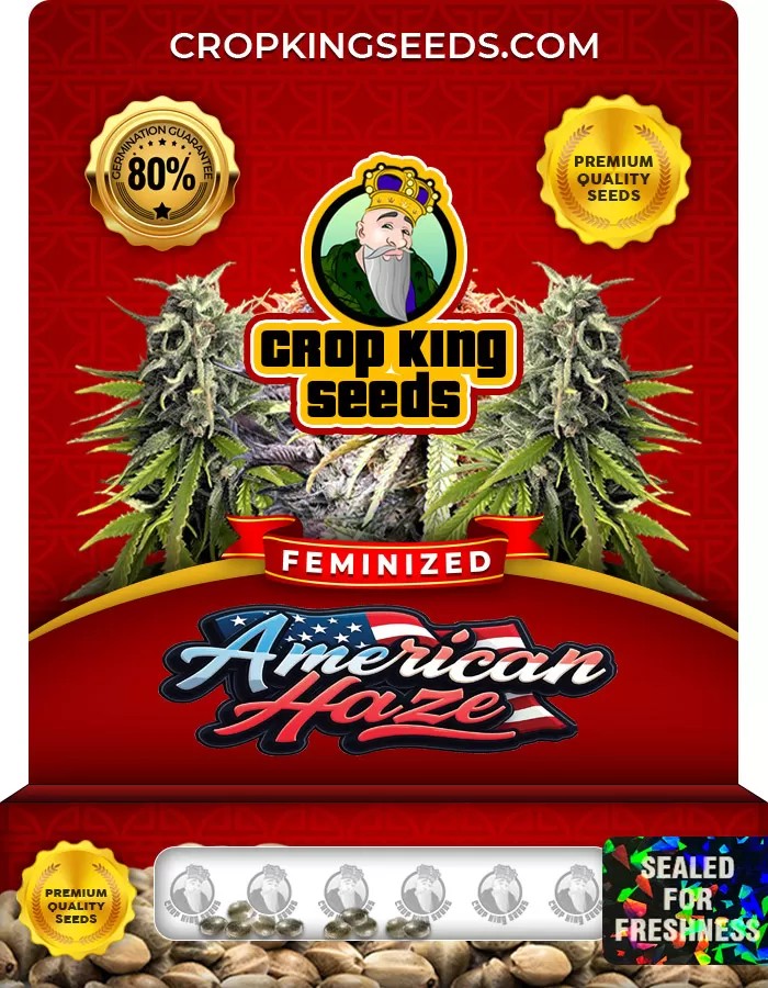 American Haze / California Haze Feminized Marijuana Seeds