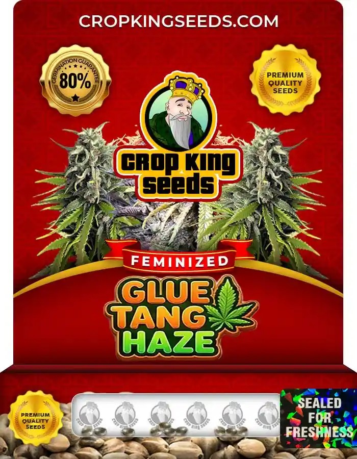 Glue Tang Haze Feminized Seeds