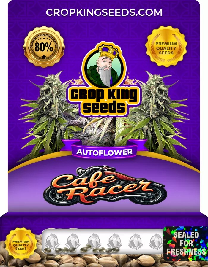 Cafe Racer Autoflowering Marijuana Seeds