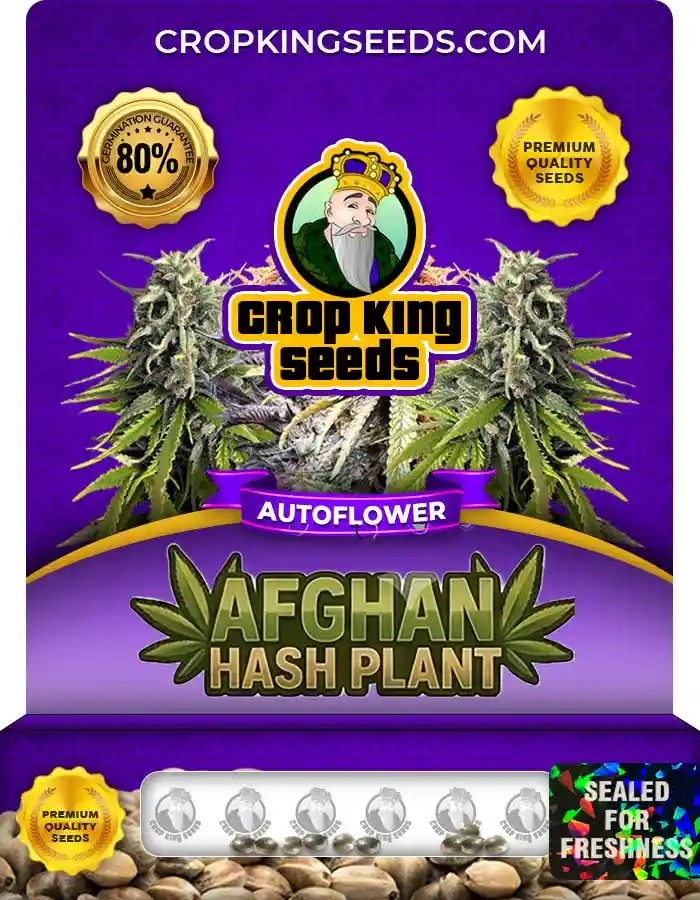 Afghan Hash Plant Autoflower Seeds
