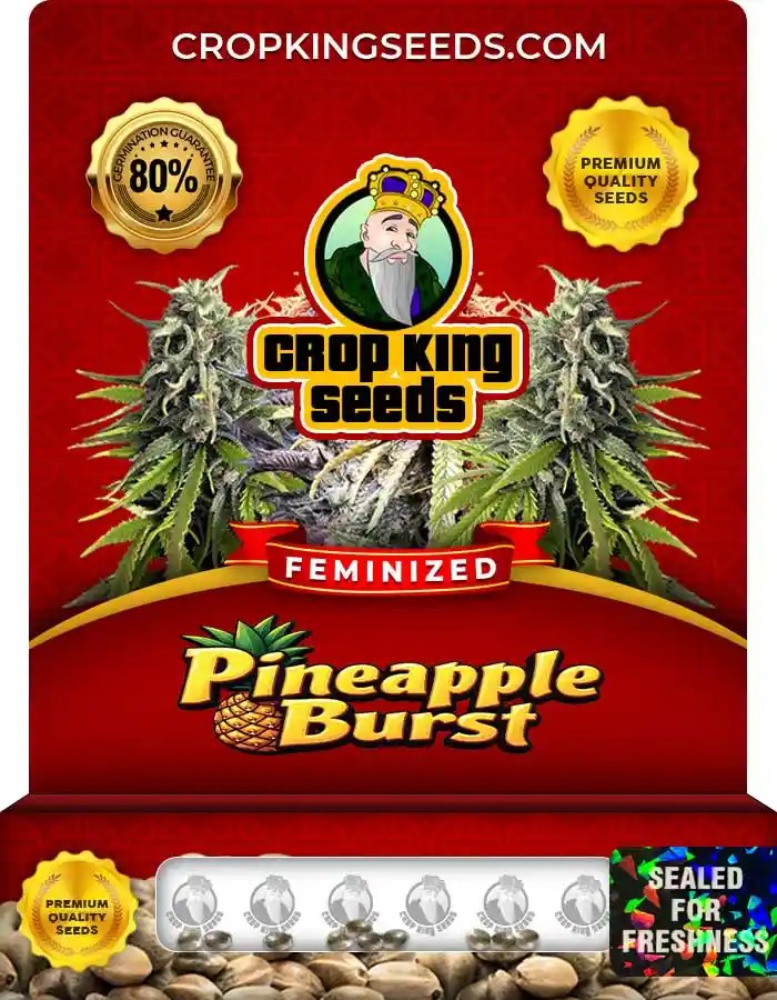 Pineapple Burst Strain Feminized Marijuana Seeds