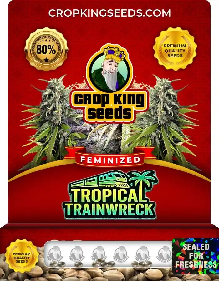 Tropical Trainwreck Strain Feminized Marijuana Seeds
