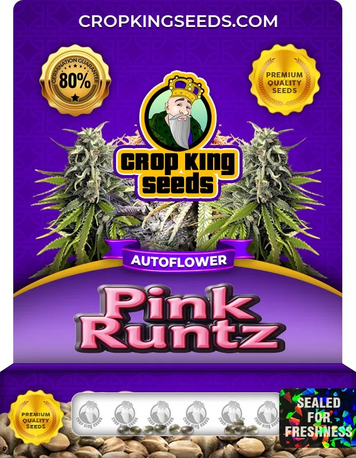 Pink Runtz Autoflower Marijuana Seeds