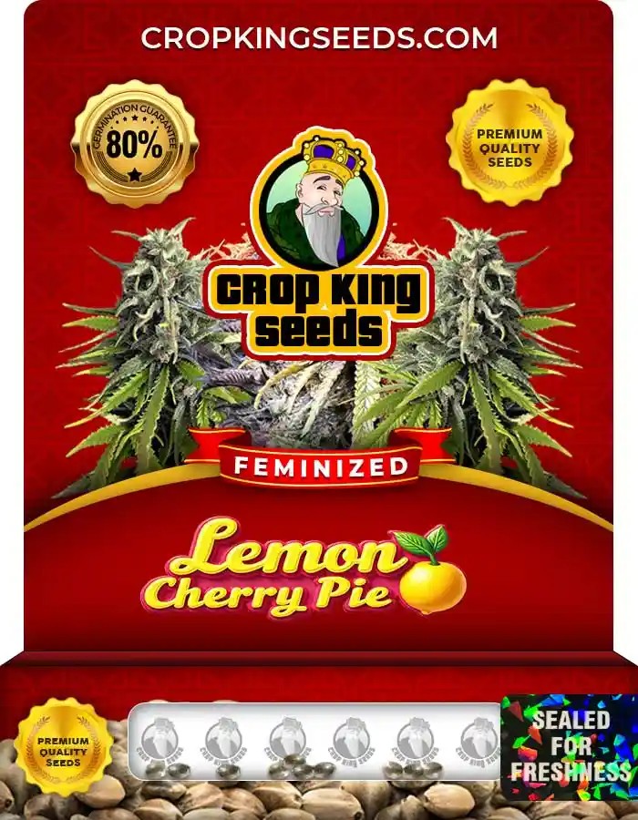 Lemon Cherry Pie Strain Feminized Marijuana Seeds