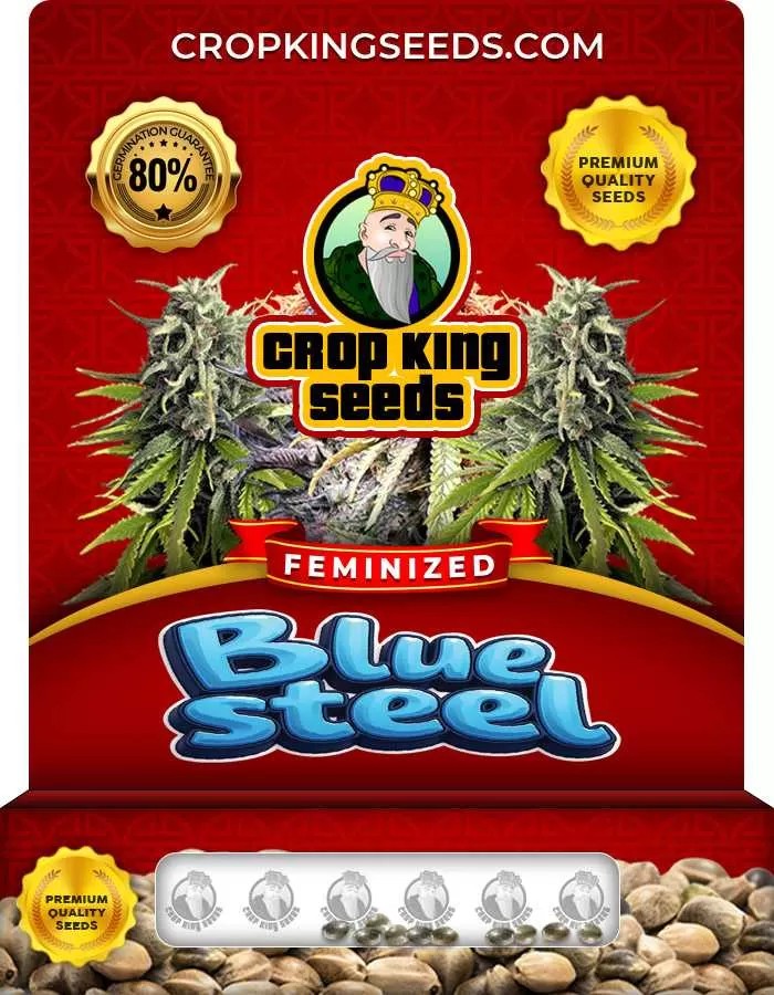 Blue Steel Strain Feminized Marijuana Seeds