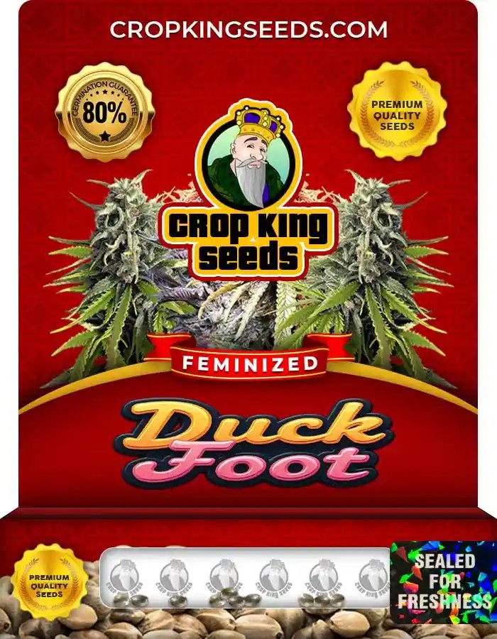 Duck Foot Strain Feminized Marijuana Seeds
