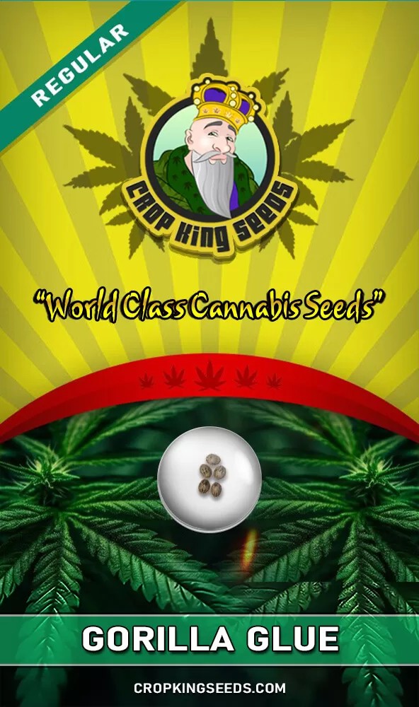Gorilla Glue Strain Regular Marijuana Seeds