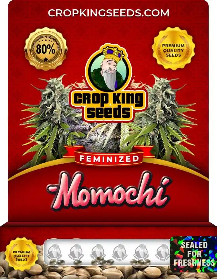 Momochi Feminized Seeds