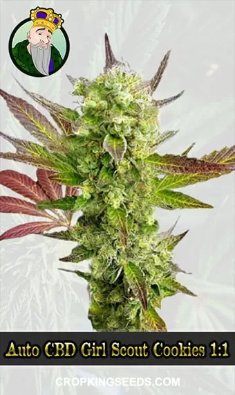 Autoflower CBD Girl Scout Cookies Strain (1:1) Marijuana Seeds