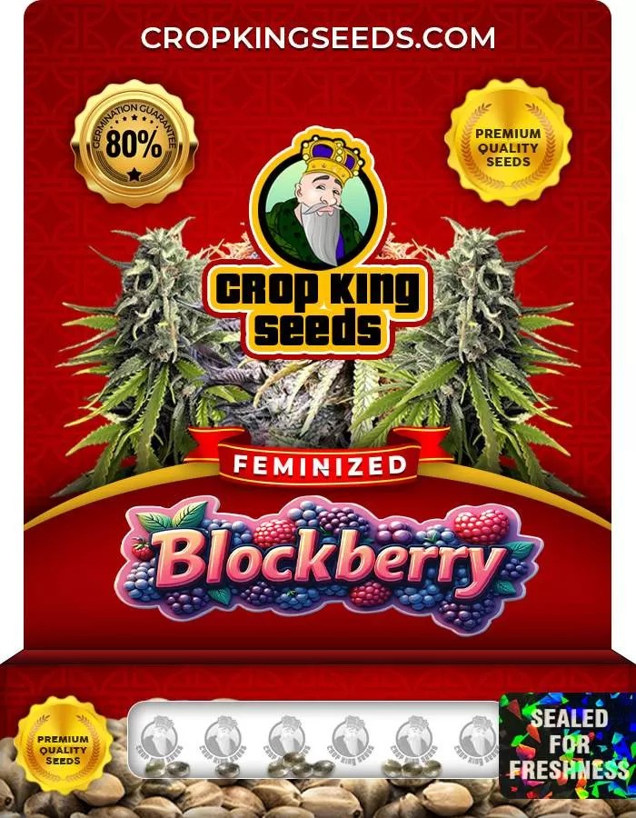 Blockberry Strain Feminized Marijuana Seeds