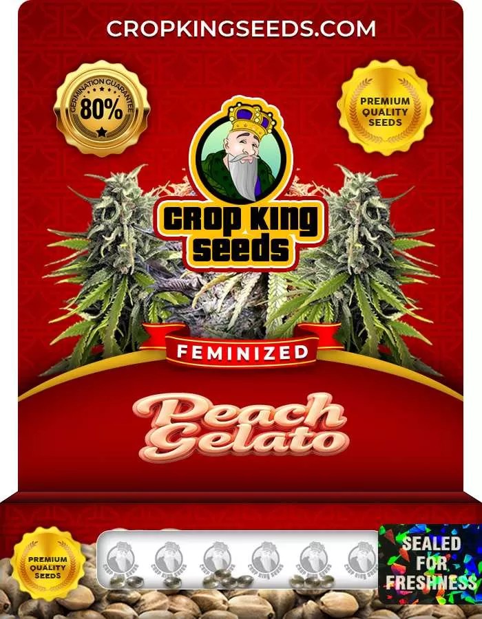 Peach Gelato Strain Feminized Marijuana Seeds