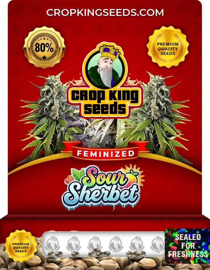 Sour Sherbet Strain Feminized Marijuana Seeds