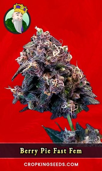Berry Pie Strain Fast Version Feminized Marijuana Seeds