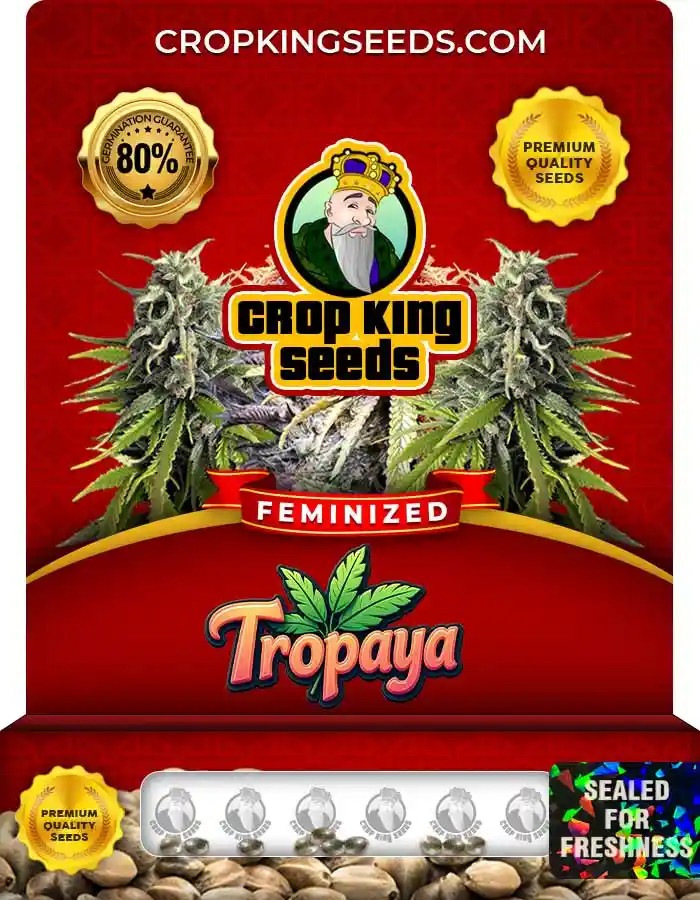 Tropaya Strain Feminized Seeds