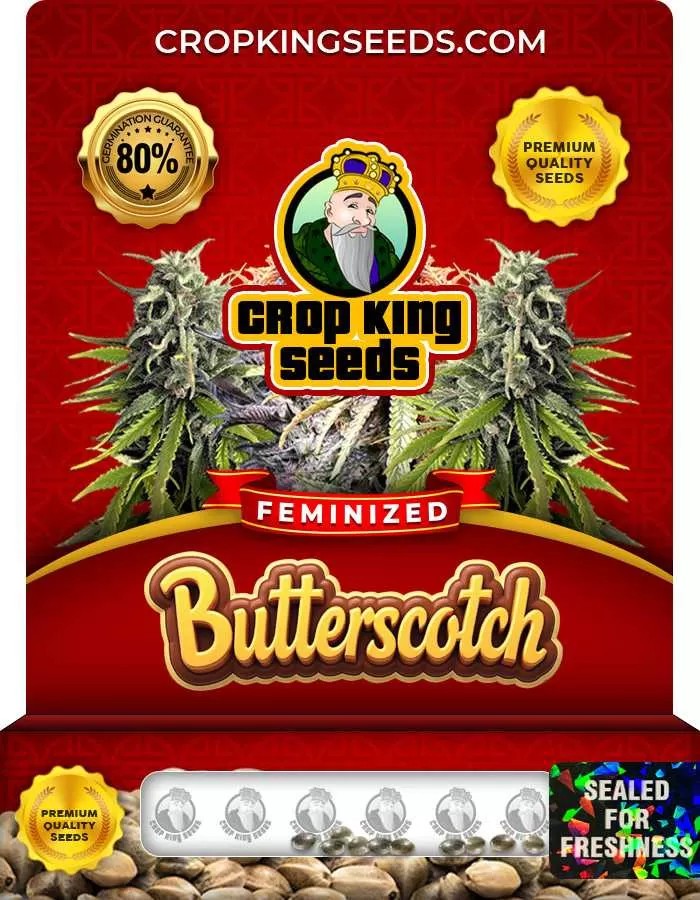 Butterscotch Strain Feminized Marijuana Seeds