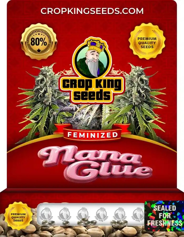 Nana Glue Feminized Seeds