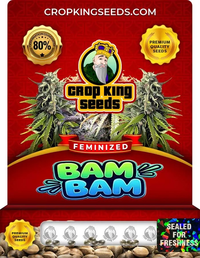 Bam Bam Strain Feminized Seeds