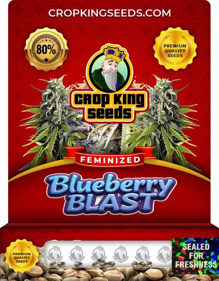 Blueberry Blast Strain Feminized Marijuana Seeds