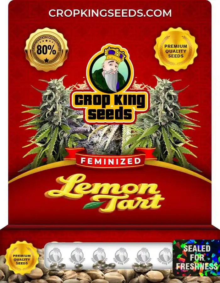 Lemon Tart Strain Feminized Marijuana Seeds
