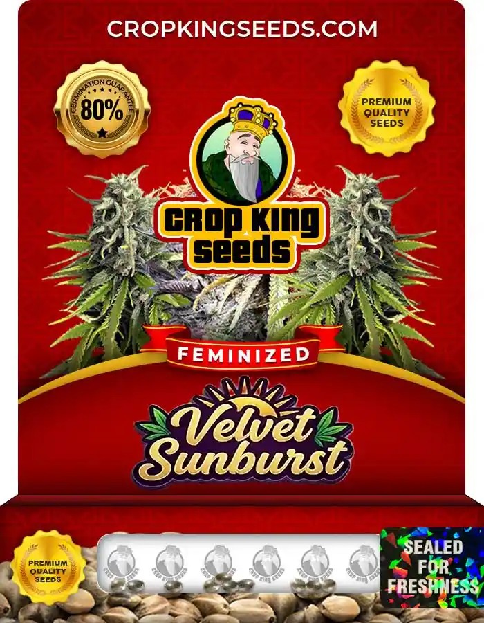 Velvet Sunburst Strain Feminized Seeds